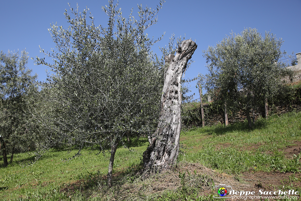 VBS_7284 - PressTour educational dedicato ai vini del Pinerolese e all’olio prodotto sulla collina di Pinerolo.jpg